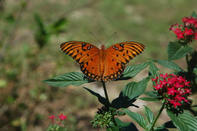 Butterfly on flower