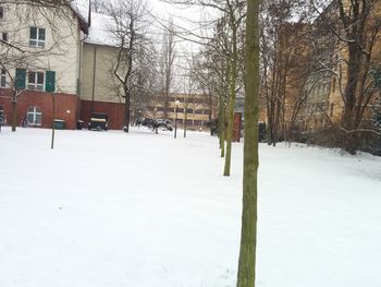 Snow covered trees in winter