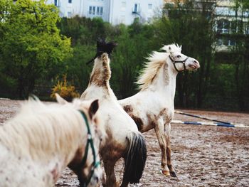 Horses on dirt at ranch