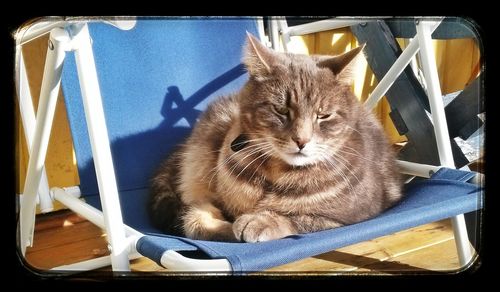 Close-up of cat sleeping