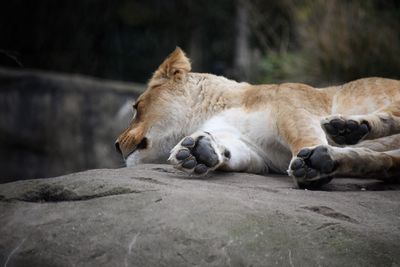 Lion relaxing outdoors