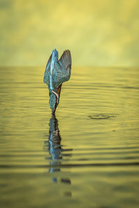 Close-up of bird in lake