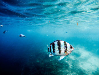 Fish swimming in sea