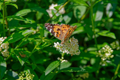 Close-up of painted lady butterfly pollinating on flower