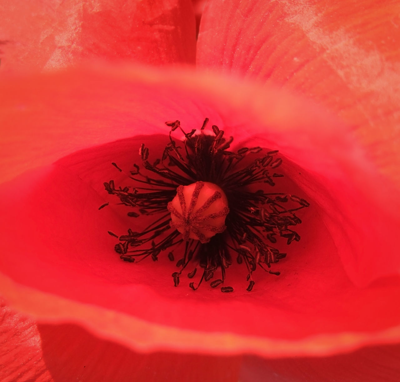 CLOSE-UP OF INSECT ON RED ROSE