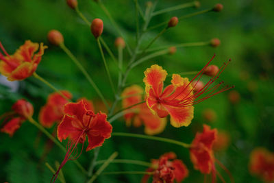 Close-up of red flowering plant