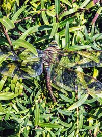 Close-up of snake on plants