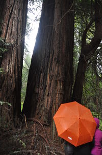 Trees in forest