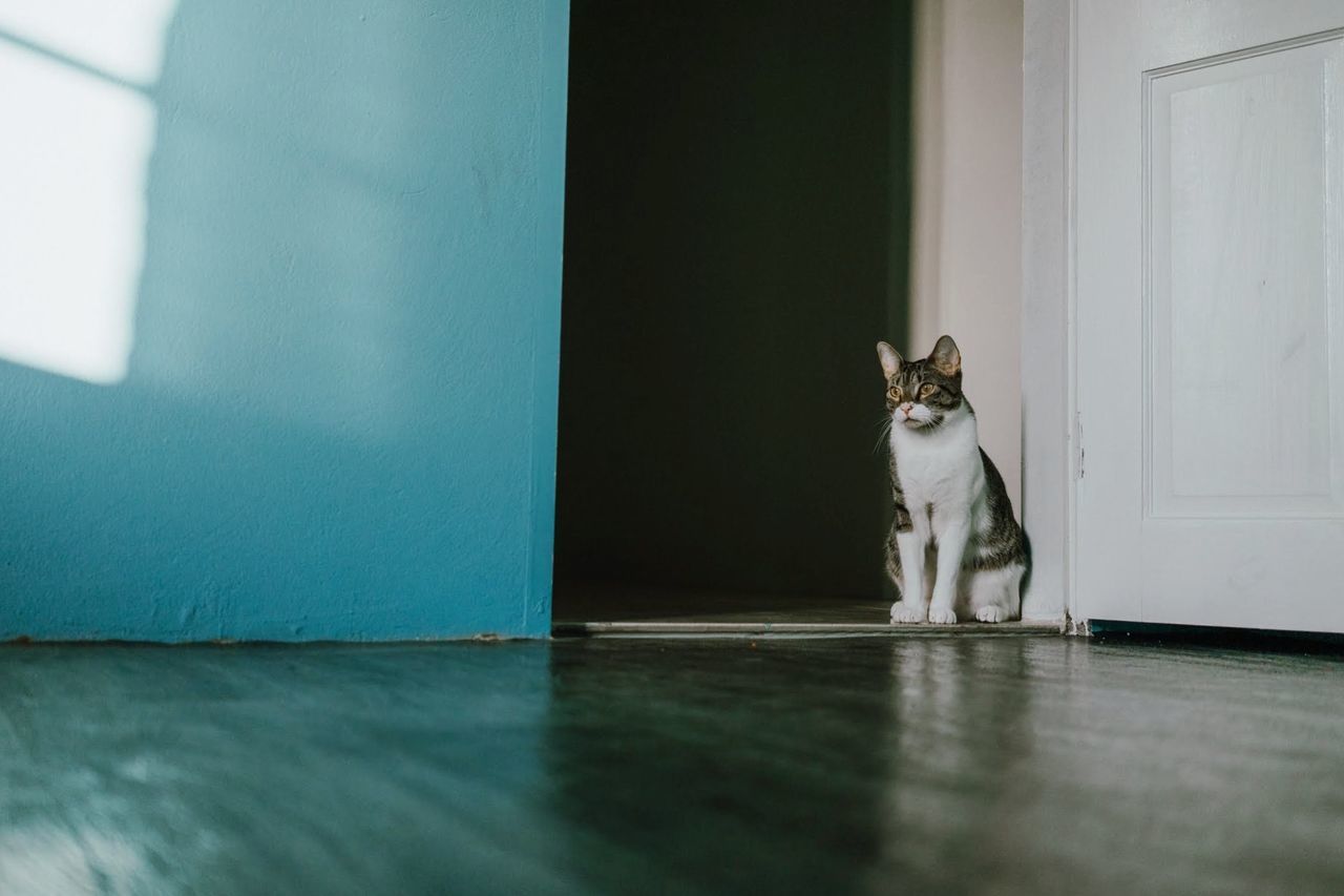 domestic, pets, animal themes, mammal, domestic animals, animal, one animal, cat, feline, domestic cat, vertebrate, flooring, sitting, indoors, no people, entrance, home interior, door, portrait, looking at camera, surface level, whisker, tiled floor