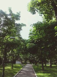 Footpath amidst trees