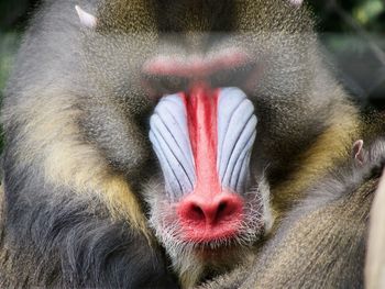 Close-up portrait of an alpha male mandrill looking at camera