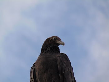 Low angle view of eagle against sky