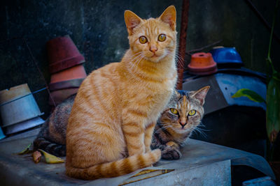 Portrait of a kitten and mother cat