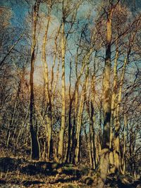 tree