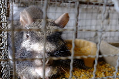 Close-up of a cat in cage