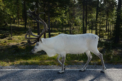 White horse on tree