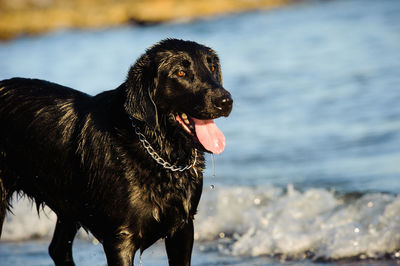 Portrait of wet dog