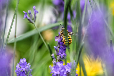 Close-up of butterfly on purple flowering plant