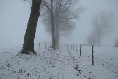 Bare trees on snow covered field during winter