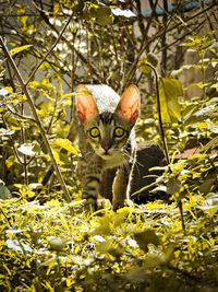 Portrait of a cat on field