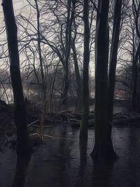 Bare trees in forest