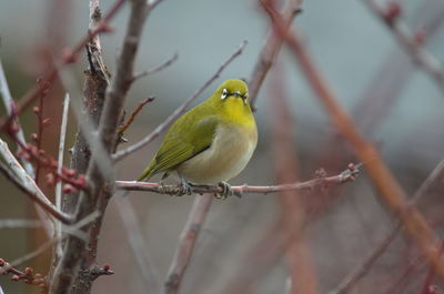 Portrait of bush warbler perching on twig