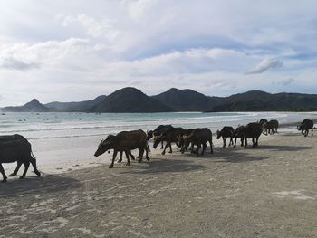 Horses on the beach