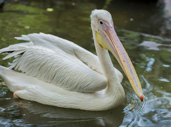 Close-up of pelican swimming in lake