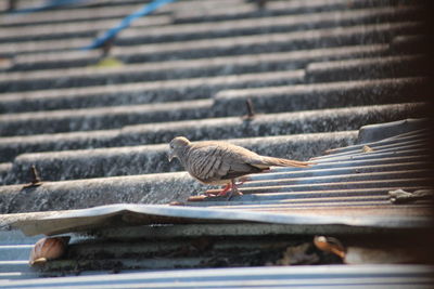 Close-up of birds perching on metal