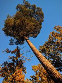 Low angle view of autumnal tree against clear blue sky