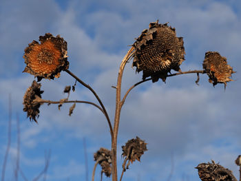 Close-up of dried plant against sky