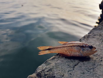 Close-up of dead fish on rock by sea