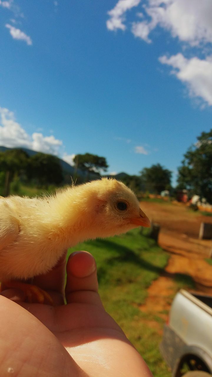 CLOSE-UP OF A HAND HOLDING ANIMAL