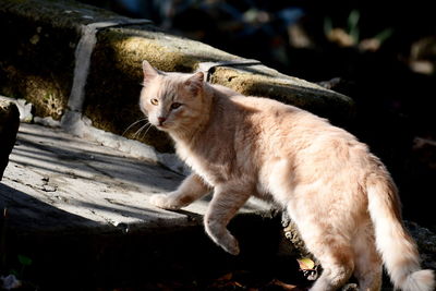 Portrait of a cat