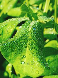 Close-up of raindrops on leaves