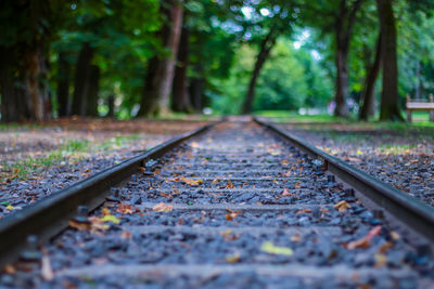 Surface level of railroad track in forest