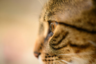 Close-up of a cat with eyes closed