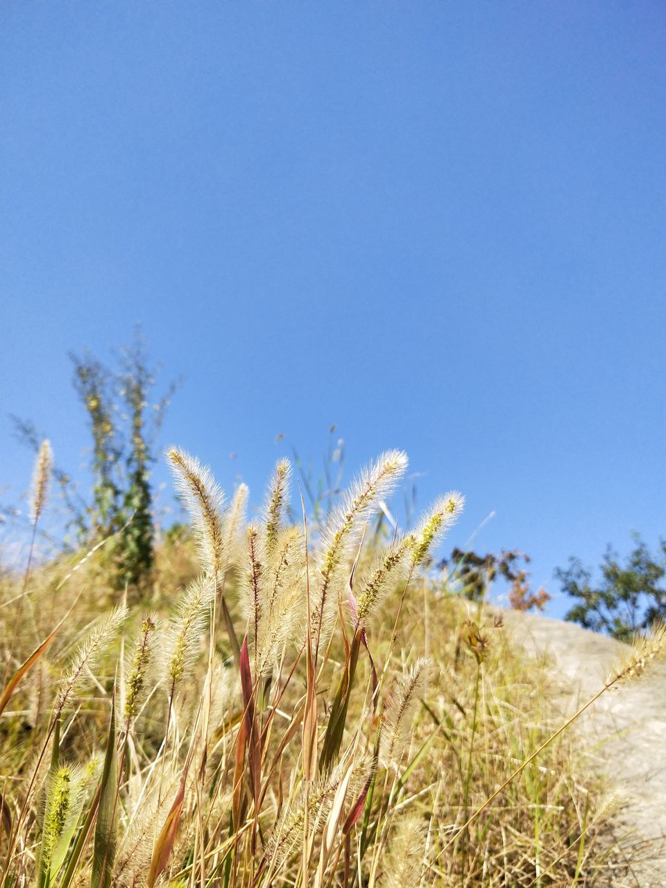 plant, growth, sky, tranquility, clear sky, beauty in nature, nature, land, field, day, blue, copy space, landscape, no people, tranquil scene, environment, focus on foreground, scenics - nature, close-up, outdoors, stalk, timothy grass