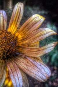 Close-up of yellow flower