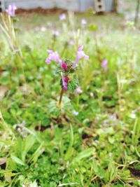 Close-up of purple flowering plant