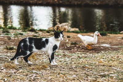 Dogs standing on field by lake