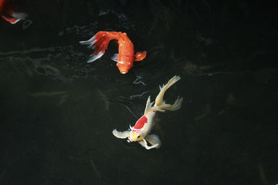 High angle view of koi carps swimming in lake