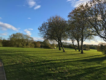 Trees on field against sky