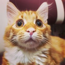 Close-up portrait of cat