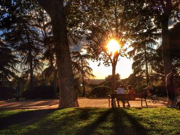 Sun shining through trees