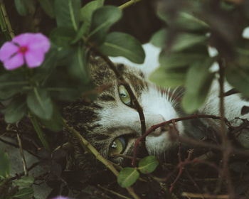 Close-up portrait of cat sitting outdoors