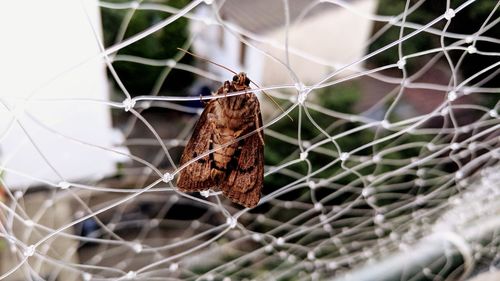 Close-up of butterfly on leaf