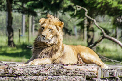 View of a cat looking away