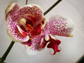 Close-up high angle view of pink flowers