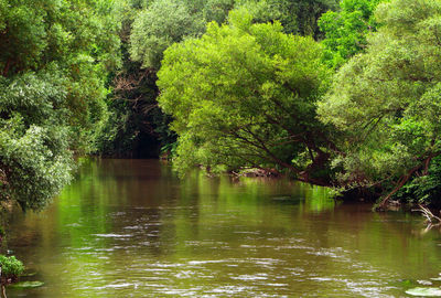 Scenic view of lake in forest